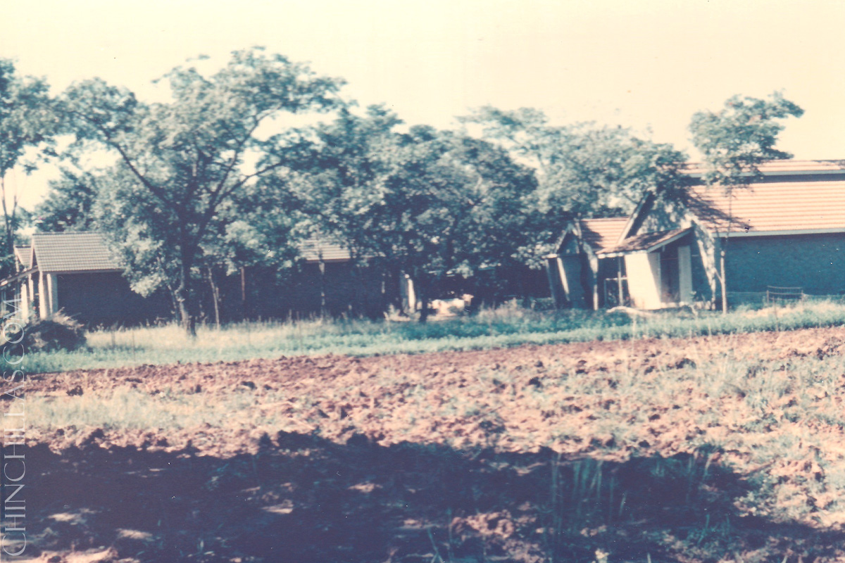 gillingham violet chinchilla birthplace salisbury rhodesia zimbabwe